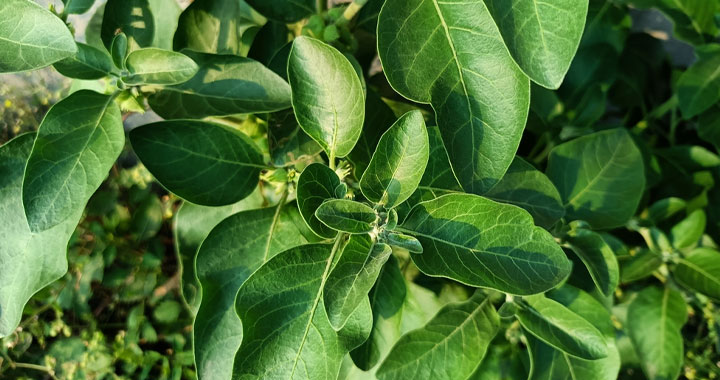 Ashwagandha: Benefits, Side Effects, and Dosage