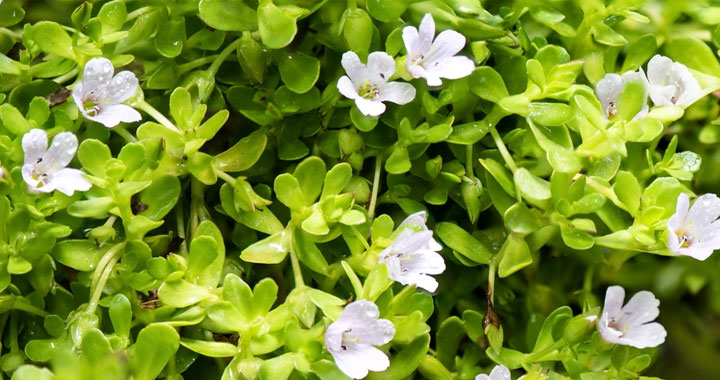 Brahmi - Benefits, Side Effects, and Uses