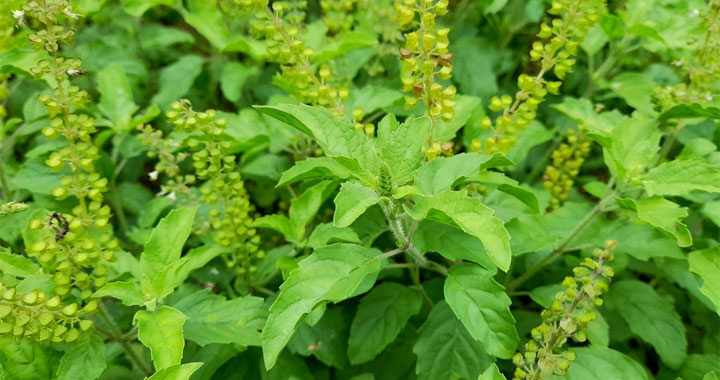 Tulsi: Health Benefits, Side Effects, and Uses