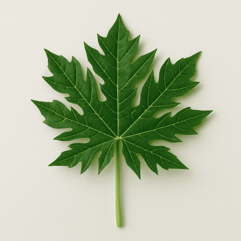 Papaya leaf