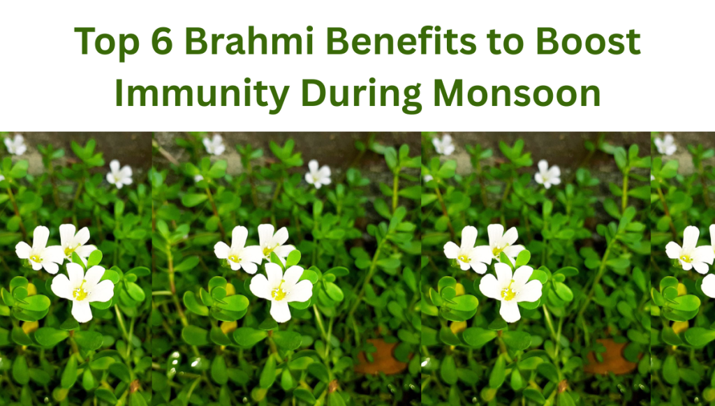 Brahmi's plant image with written text Top 6 Brahmi Benefits to Boost Immunity During Monsoon