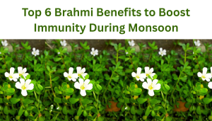 Brahmi's plant image with written text Top 6 Brahmi Benefits to Boost Immunity During Monsoon