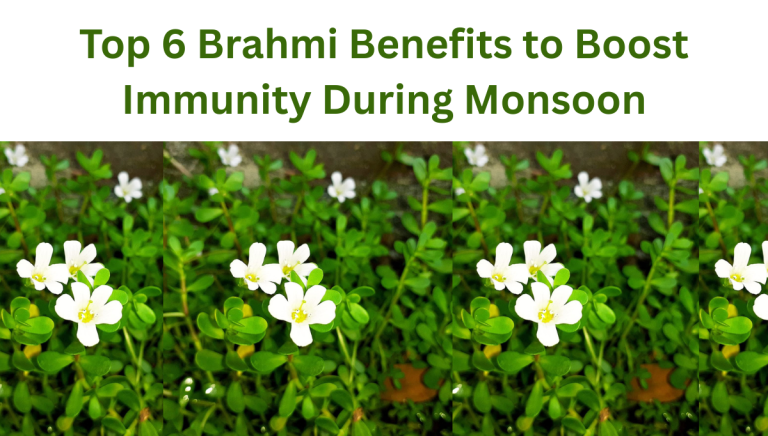 Brahmi's plant image with written text Top 6 Brahmi Benefits to Boost Immunity During Monsoon